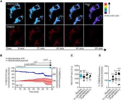 Metabolic Targeting of Breast Cancer Cells With the 2-Deoxy-D-Glucose and the Mitochondrial Bioenergetics Inhibitor MDIVI-1